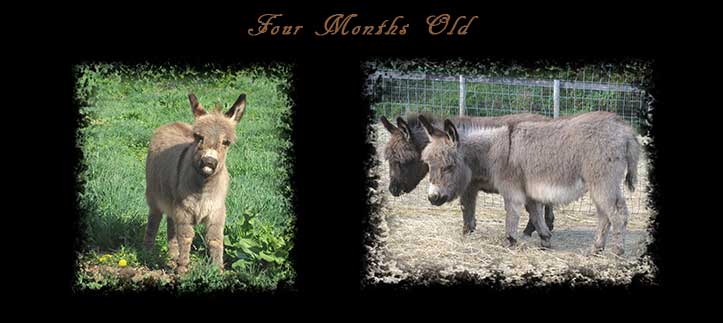 Critter Haven Farm Miniature Donkeys